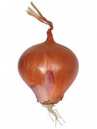 organisatie antropoloog